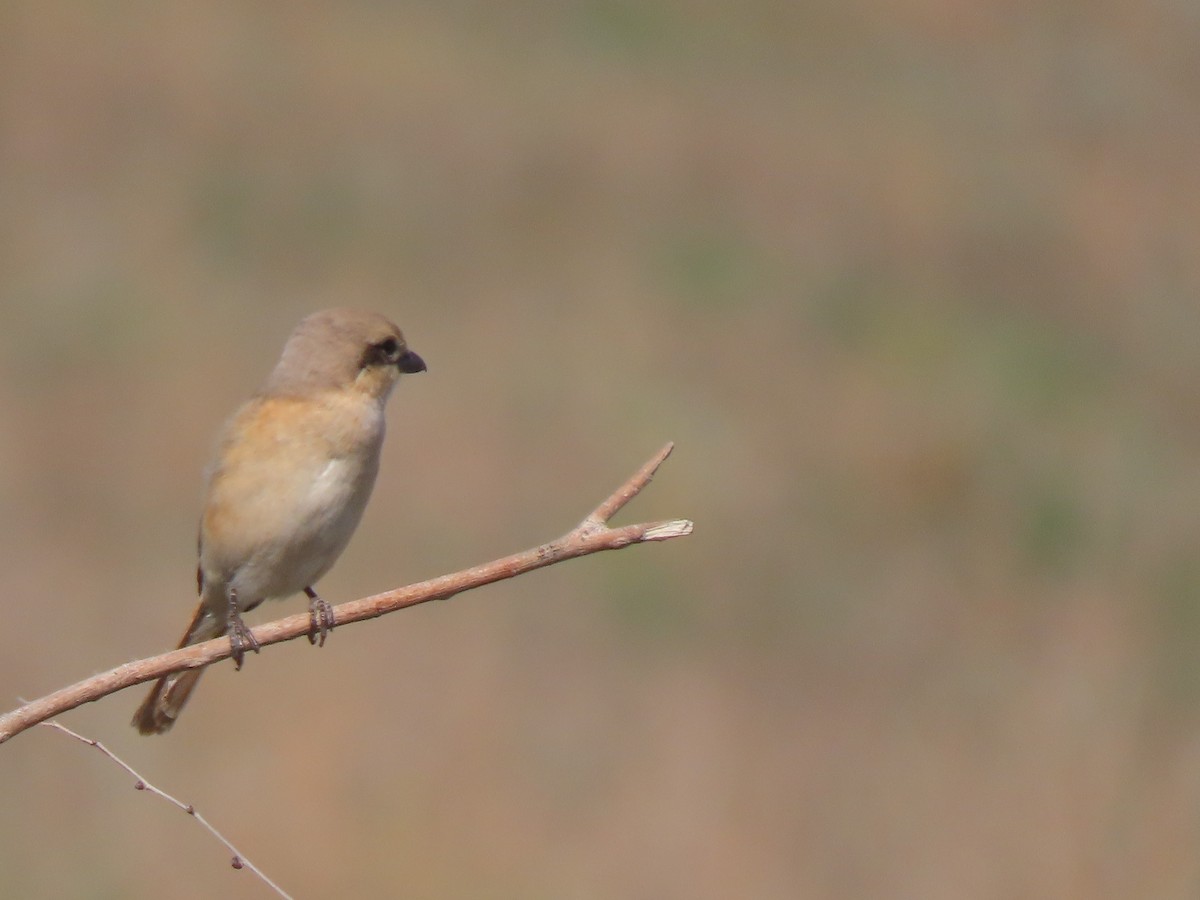 ťuhýk mongolský (ssp. isabellinus) - ML659450551