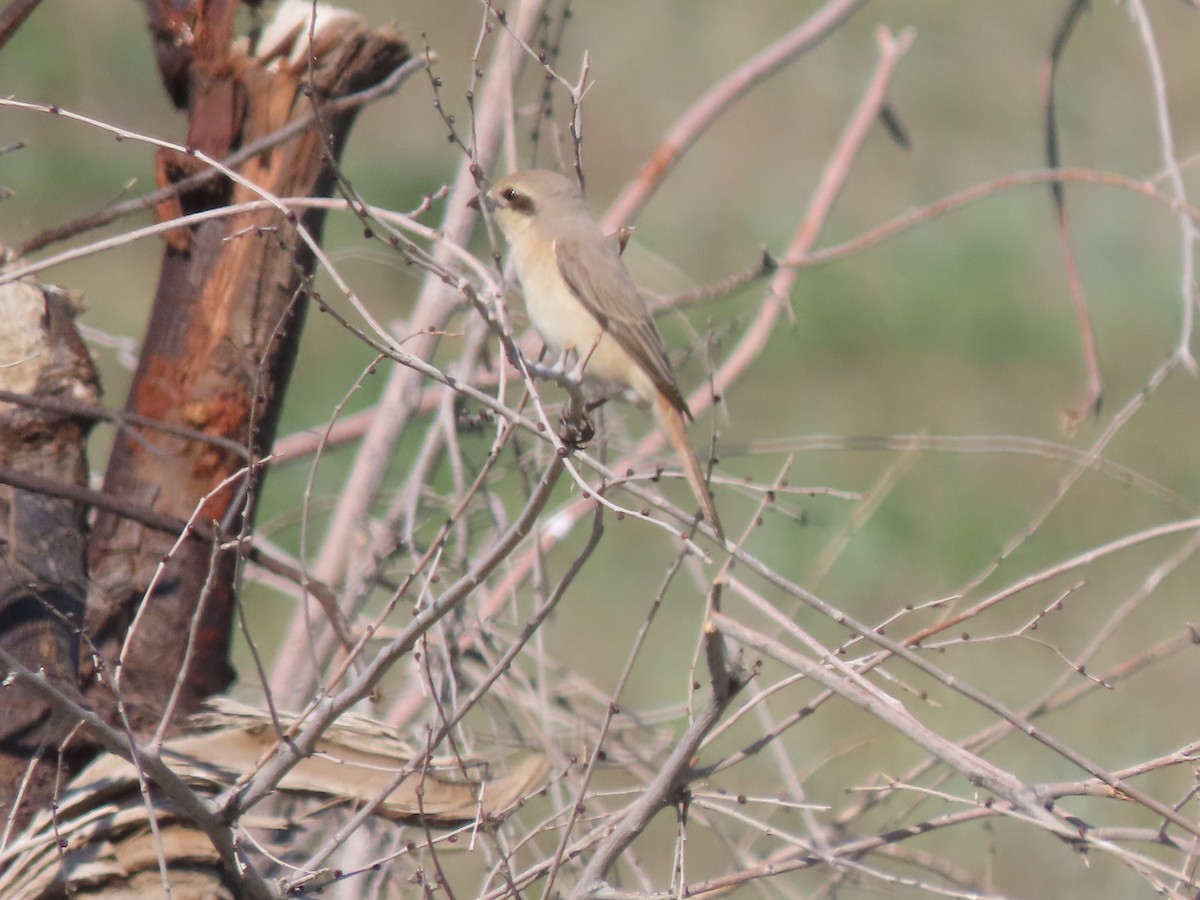 ťuhýk mongolský (ssp. isabellinus) - ML659450552