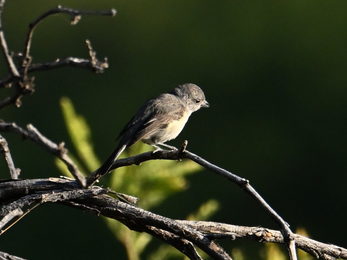 Gray Vireo - ML659450912