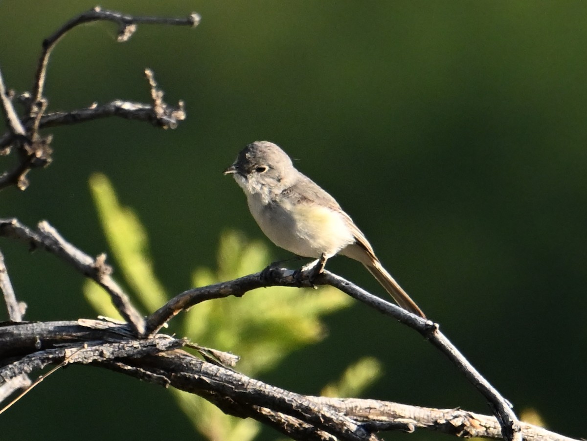 Gray Vireo - ML659450915