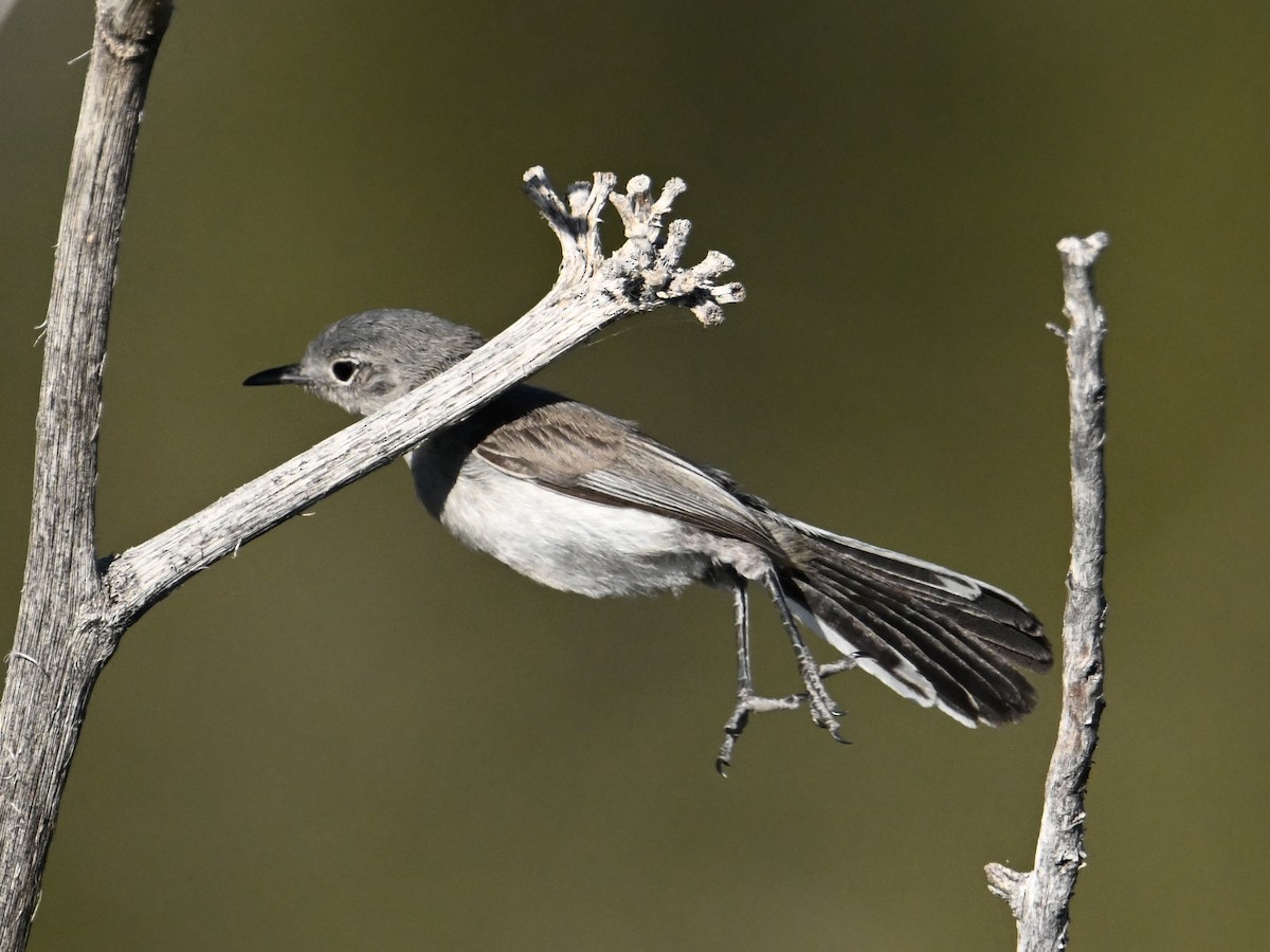 Black-tailed Gnatcatcher - ML659450950