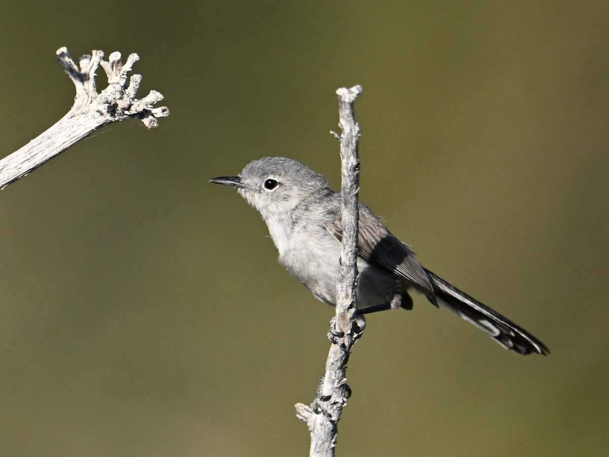 Black-tailed Gnatcatcher - ML659450969