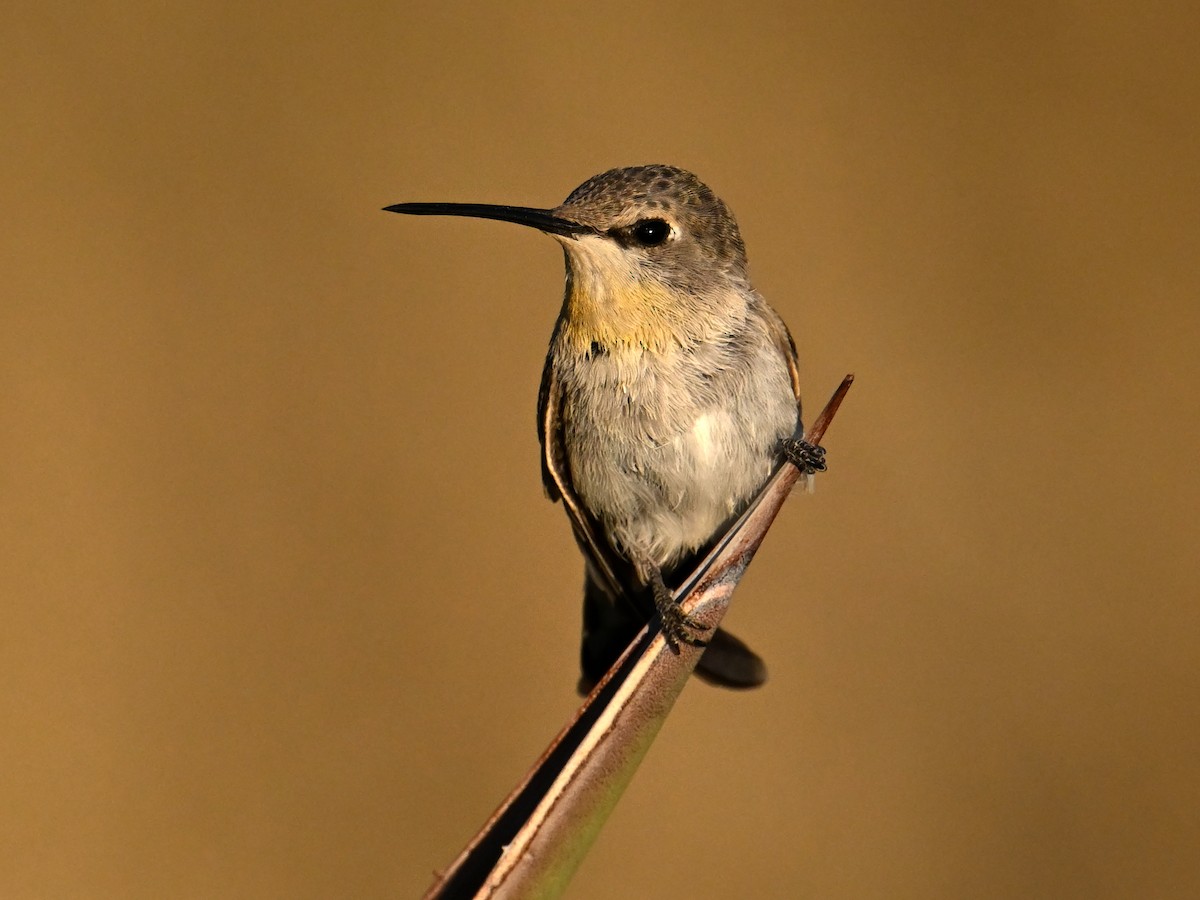 Anna's Hummingbird - ML659451002