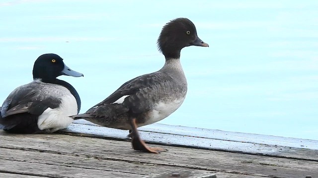 Barrow's Goldeneye - ML659452499