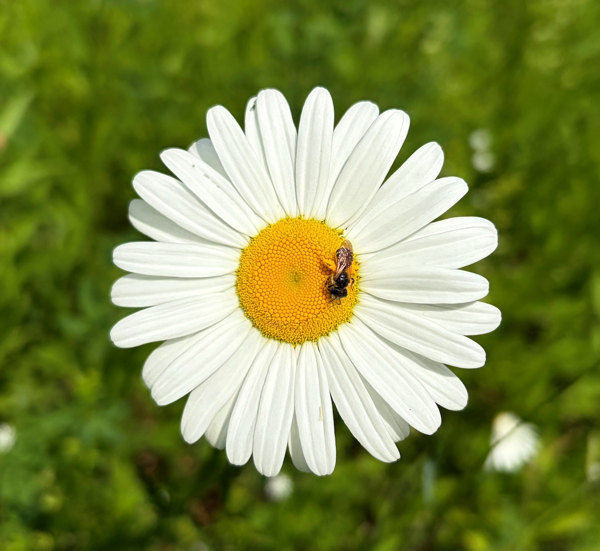 Insects - ML659452569