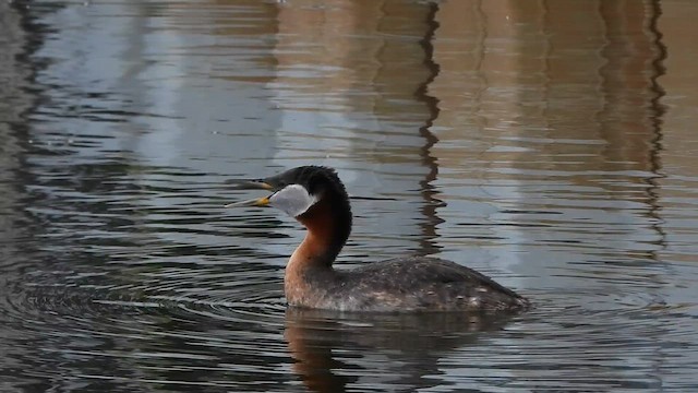 Red-necked Grebe - ML659452570