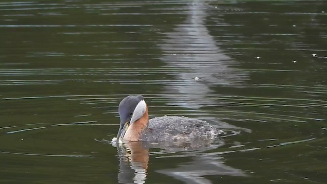 Red-necked Grebe - ML659452572