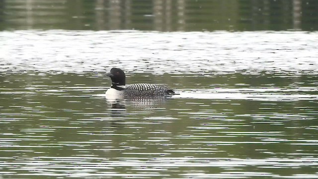 Common Loon - ML659453580