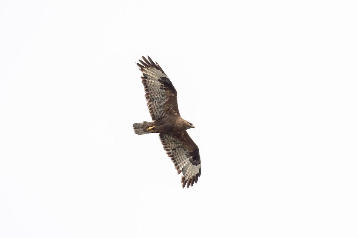 káně lesní (ssp. vulpinus/menetriesi) - ML659453662