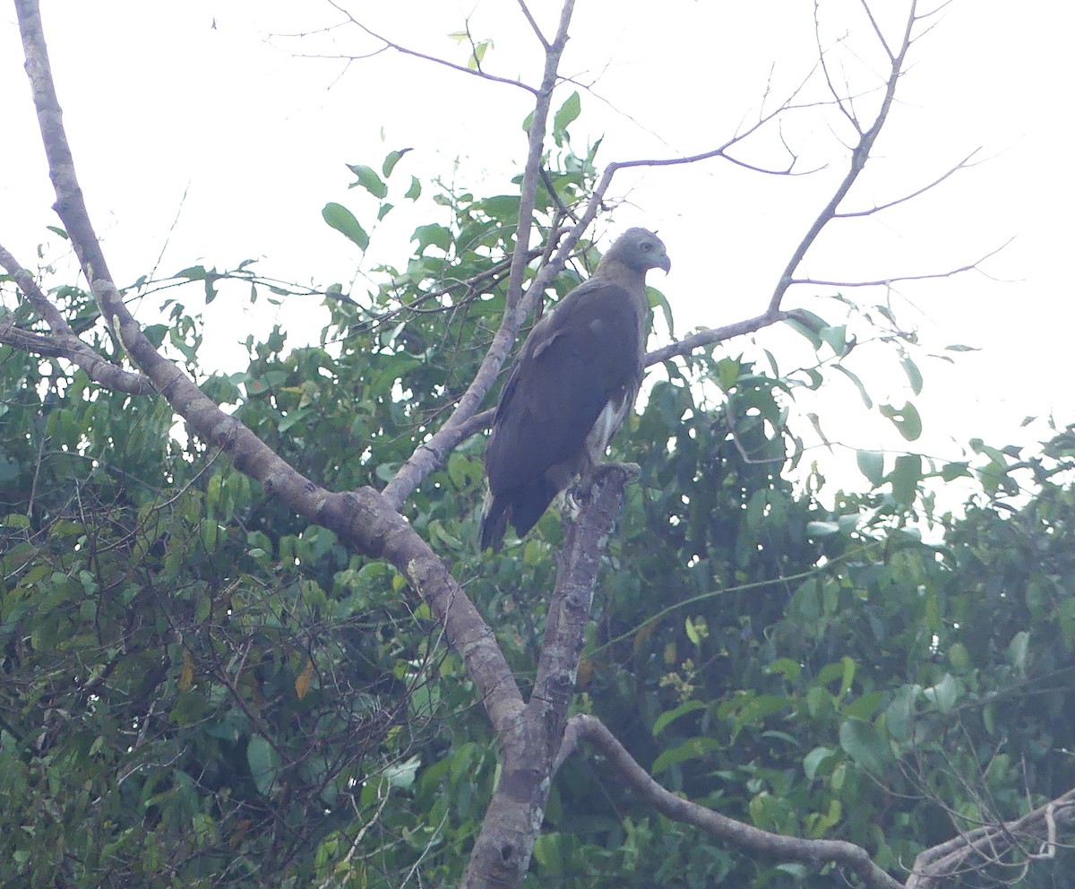 Graukopf-Seeadler - ML659454284
