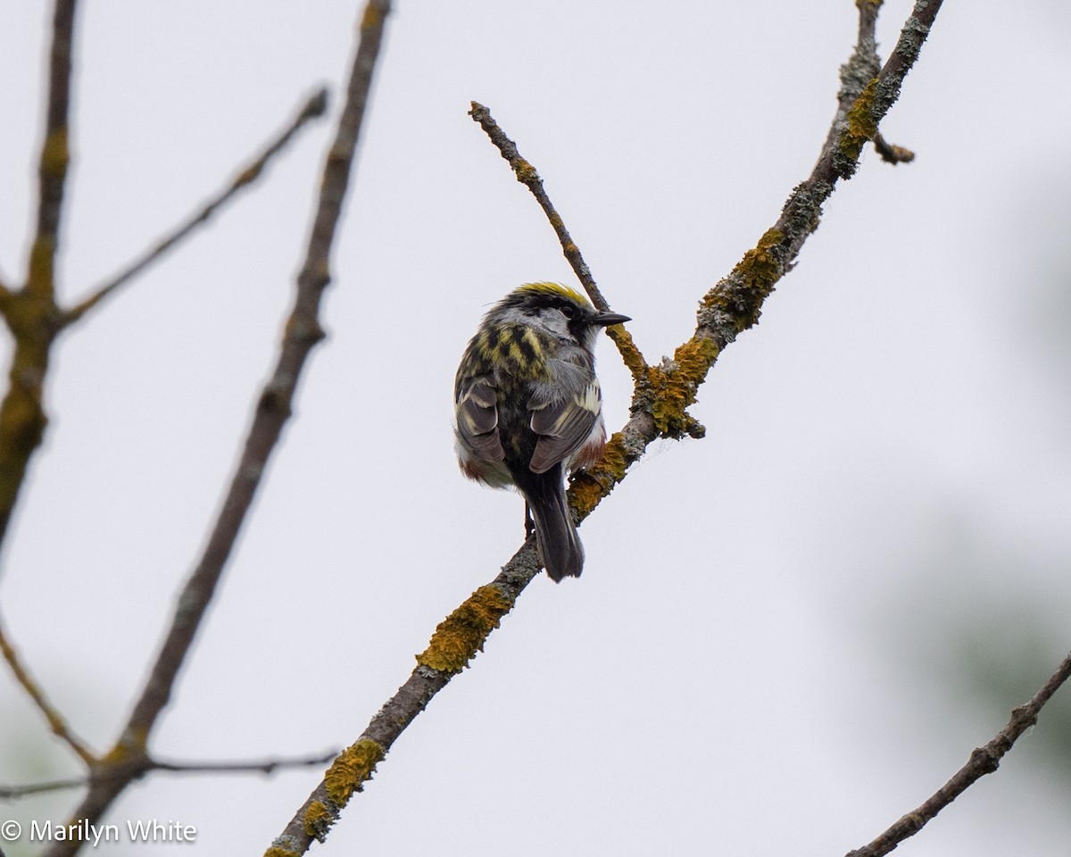 Chestnut-sided Warbler - ML659454321