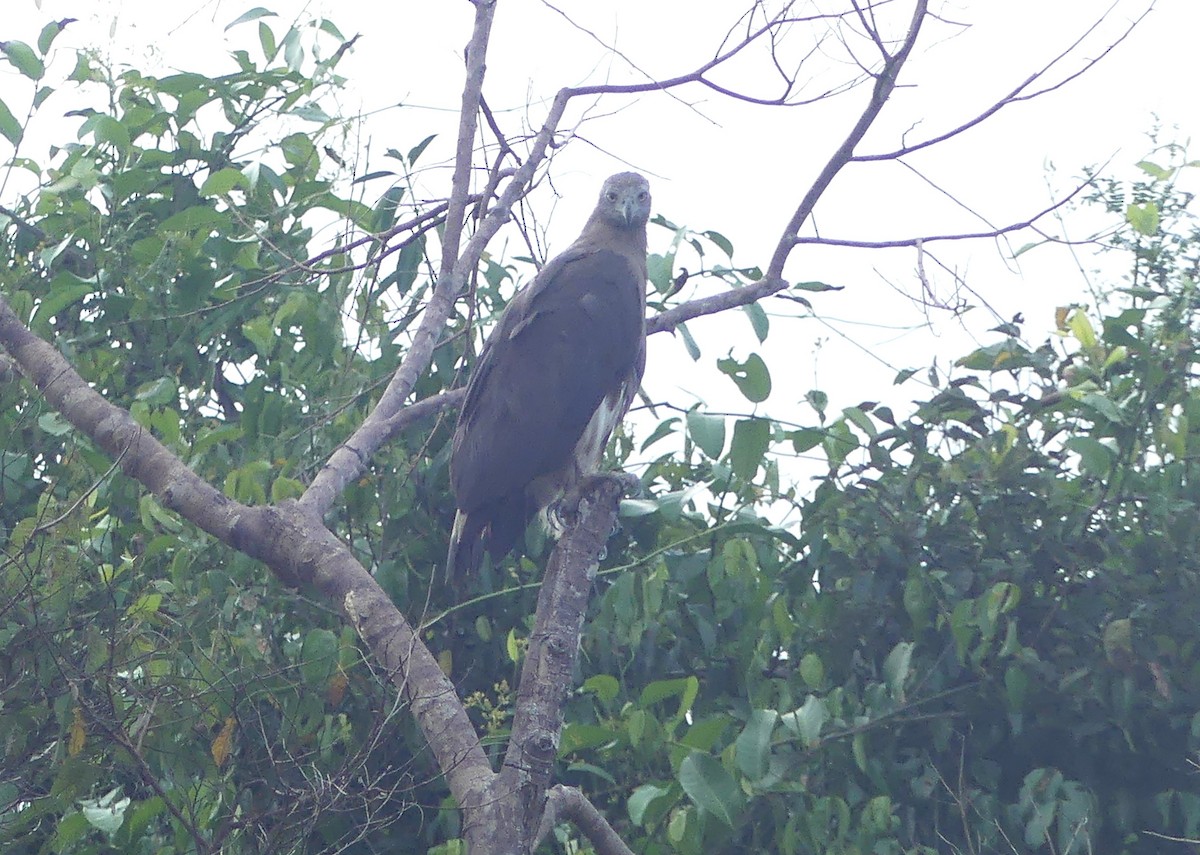 Graukopf-Seeadler - ML659454353