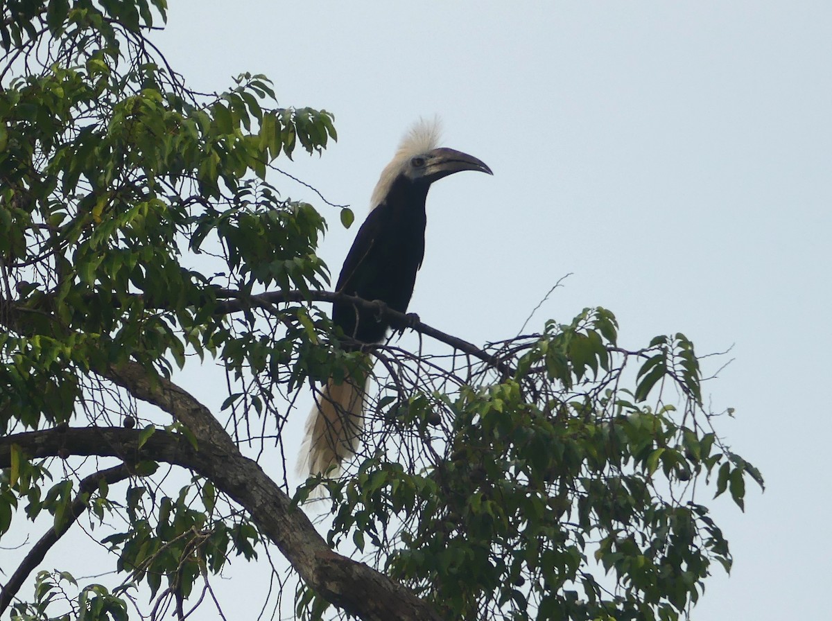 Langschopf-Hornvogel - ML659454645