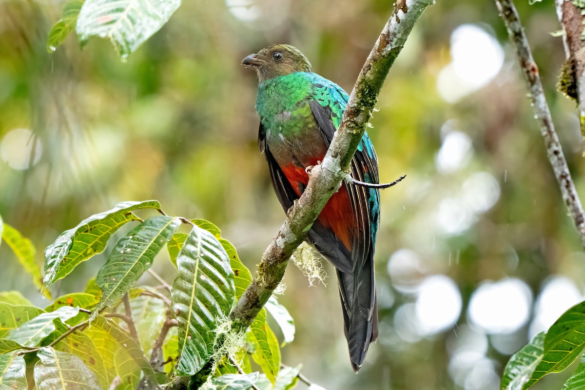 Golden-headed Quetzal - ML659454787
