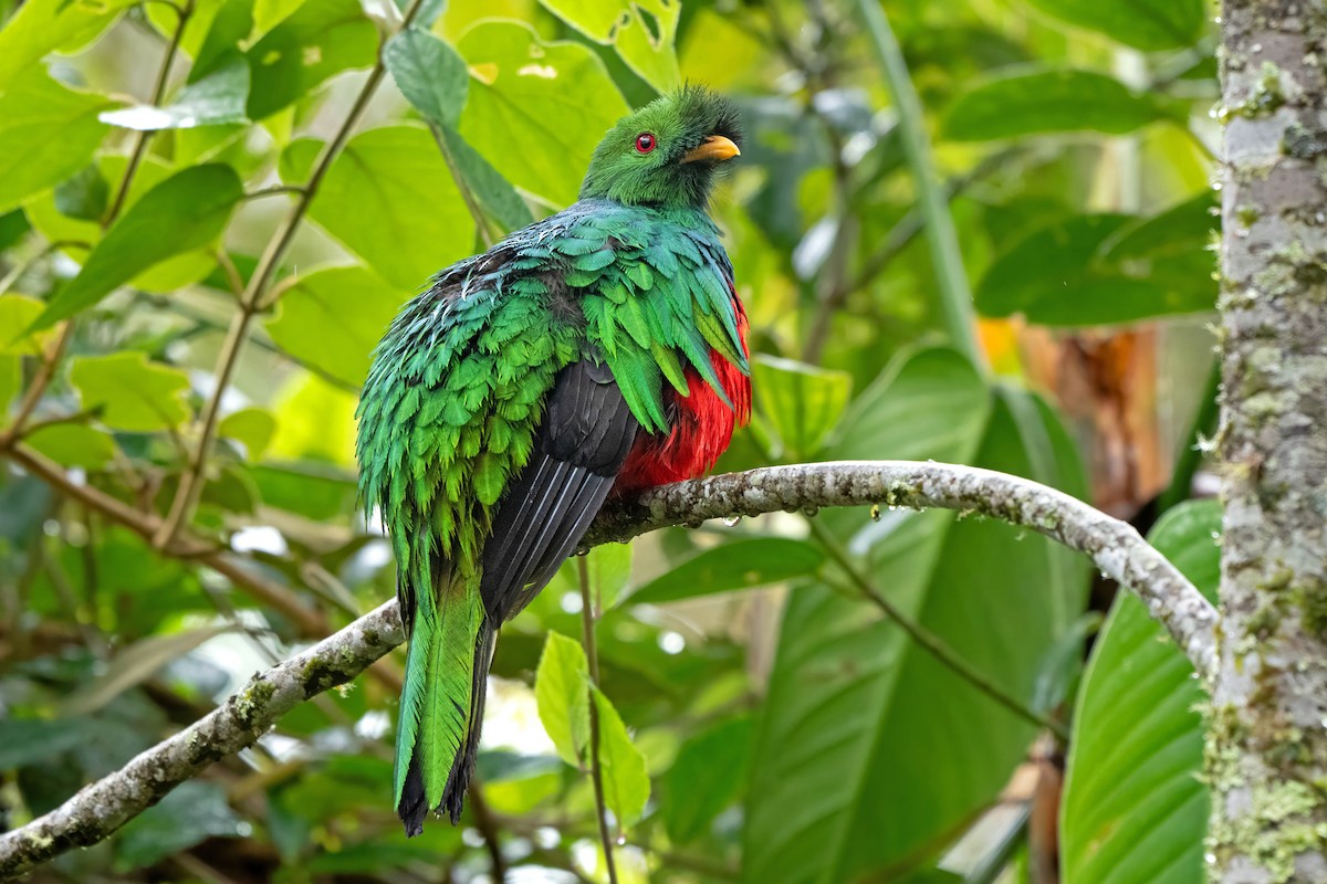 Crested Quetzal - ML659454798