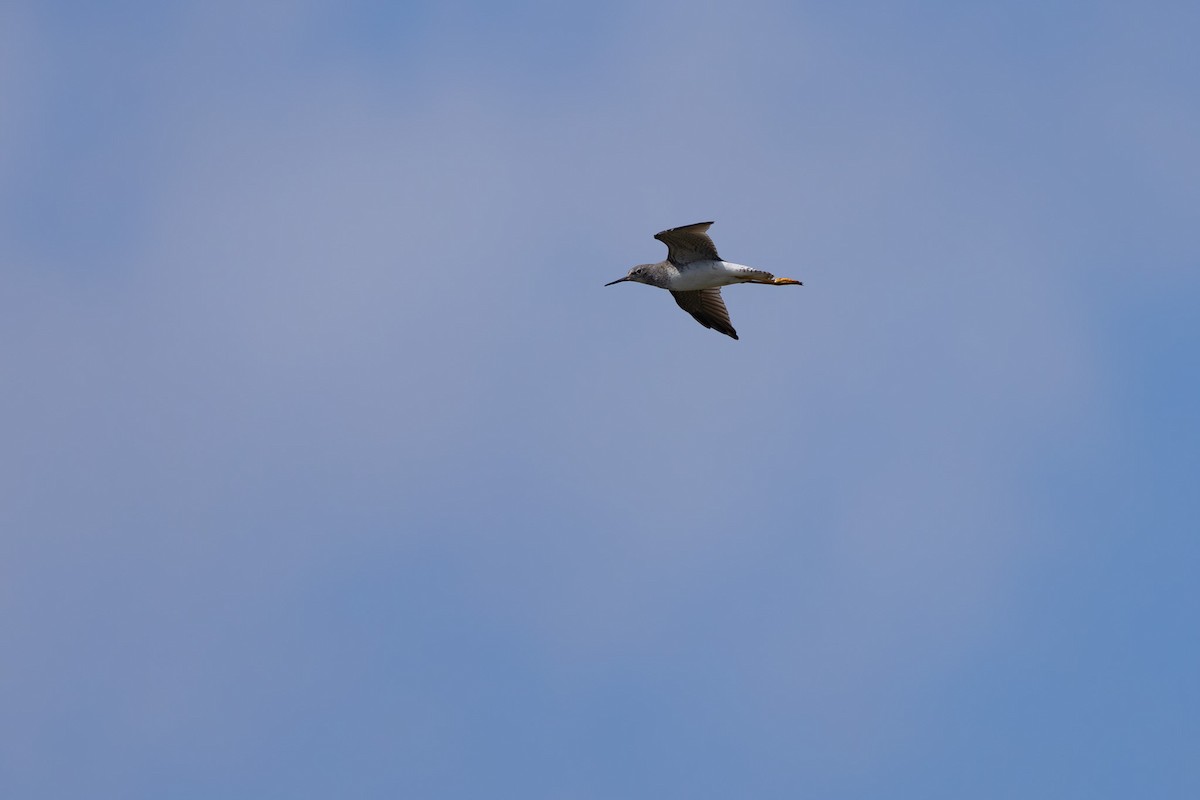 Lesser Yellowlegs - ML659454852