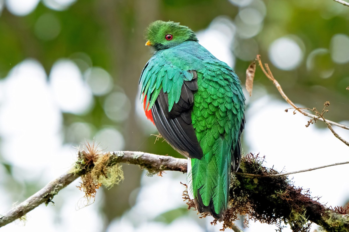 Crested Quetzal - ML659454918