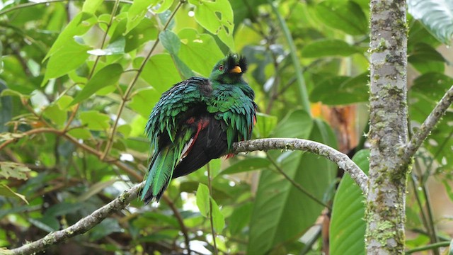 Crested Quetzal - ML659455126