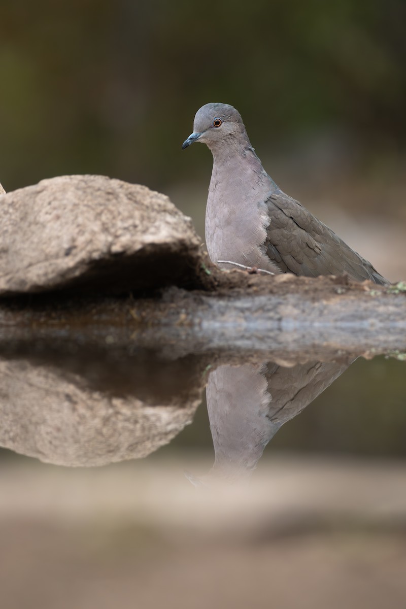 White-tipped Dove - ML659455780