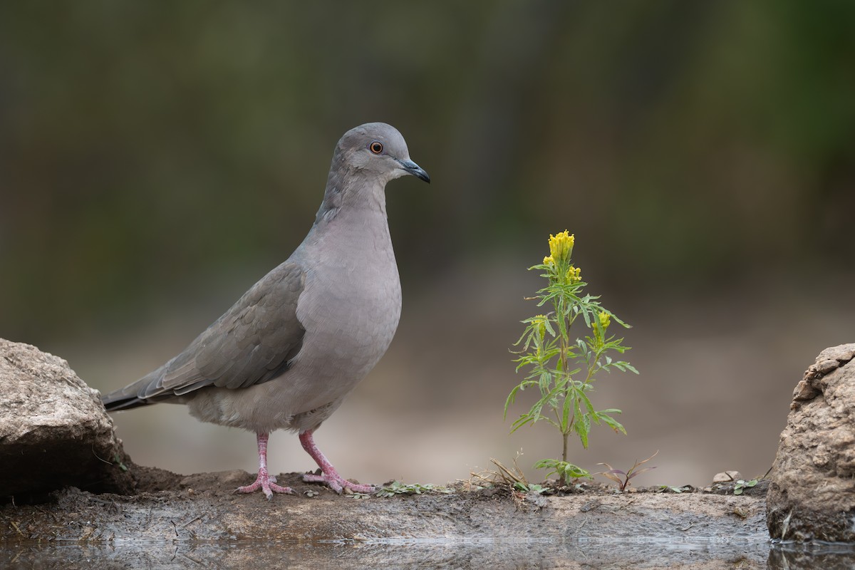 White-tipped Dove - ML659455781