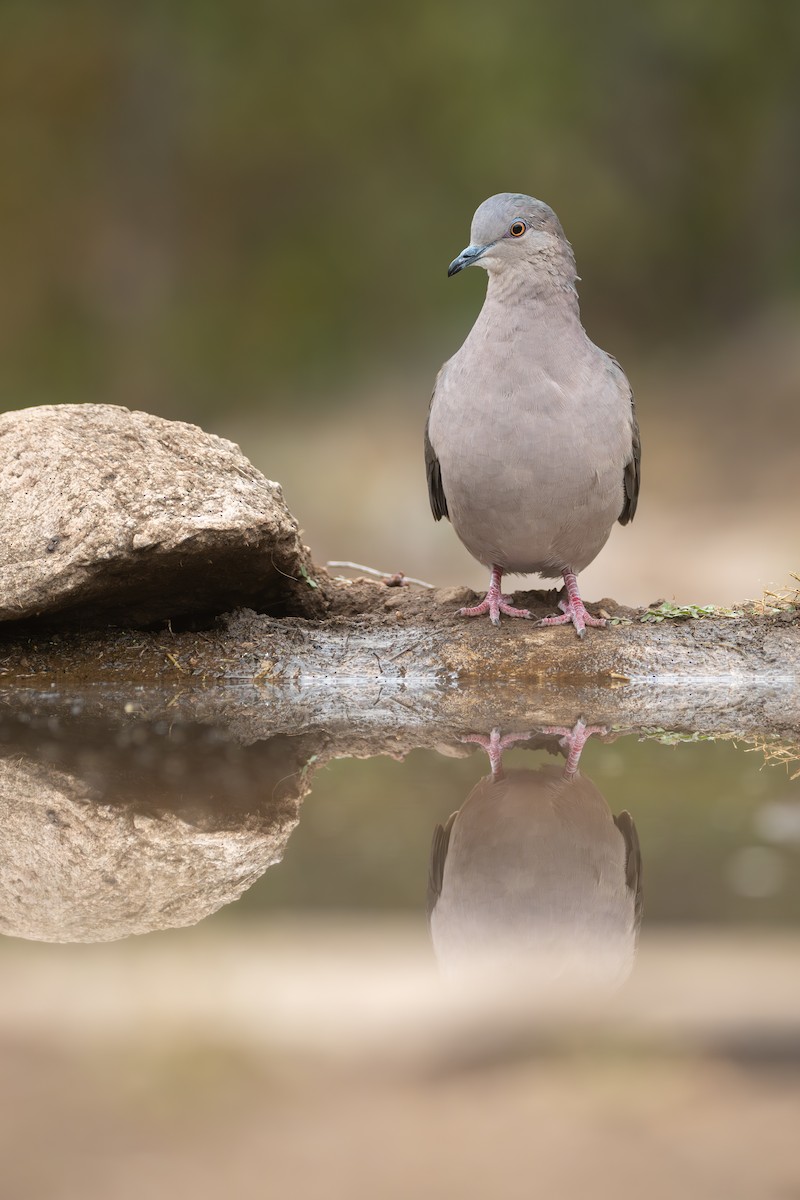 White-tipped Dove - ML659455783