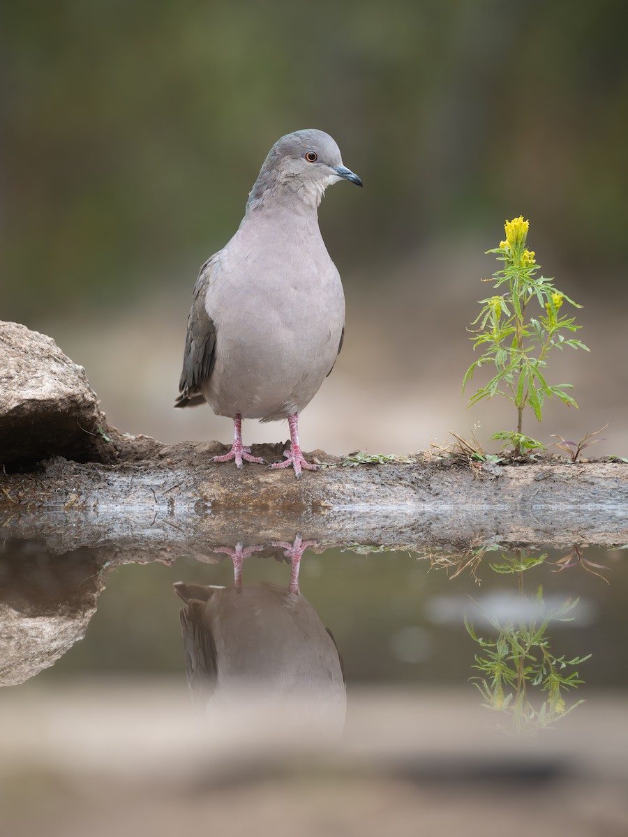 White-tipped Dove - ML659455784