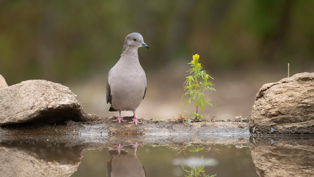 White-tipped Dove - ML659455785