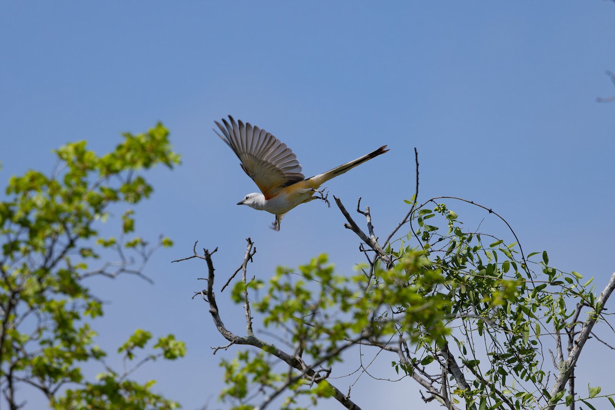 Scissor-tailed Flycatcher - ML659455852