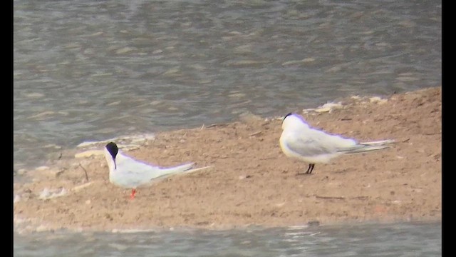 Roseate Tern - ML659455910