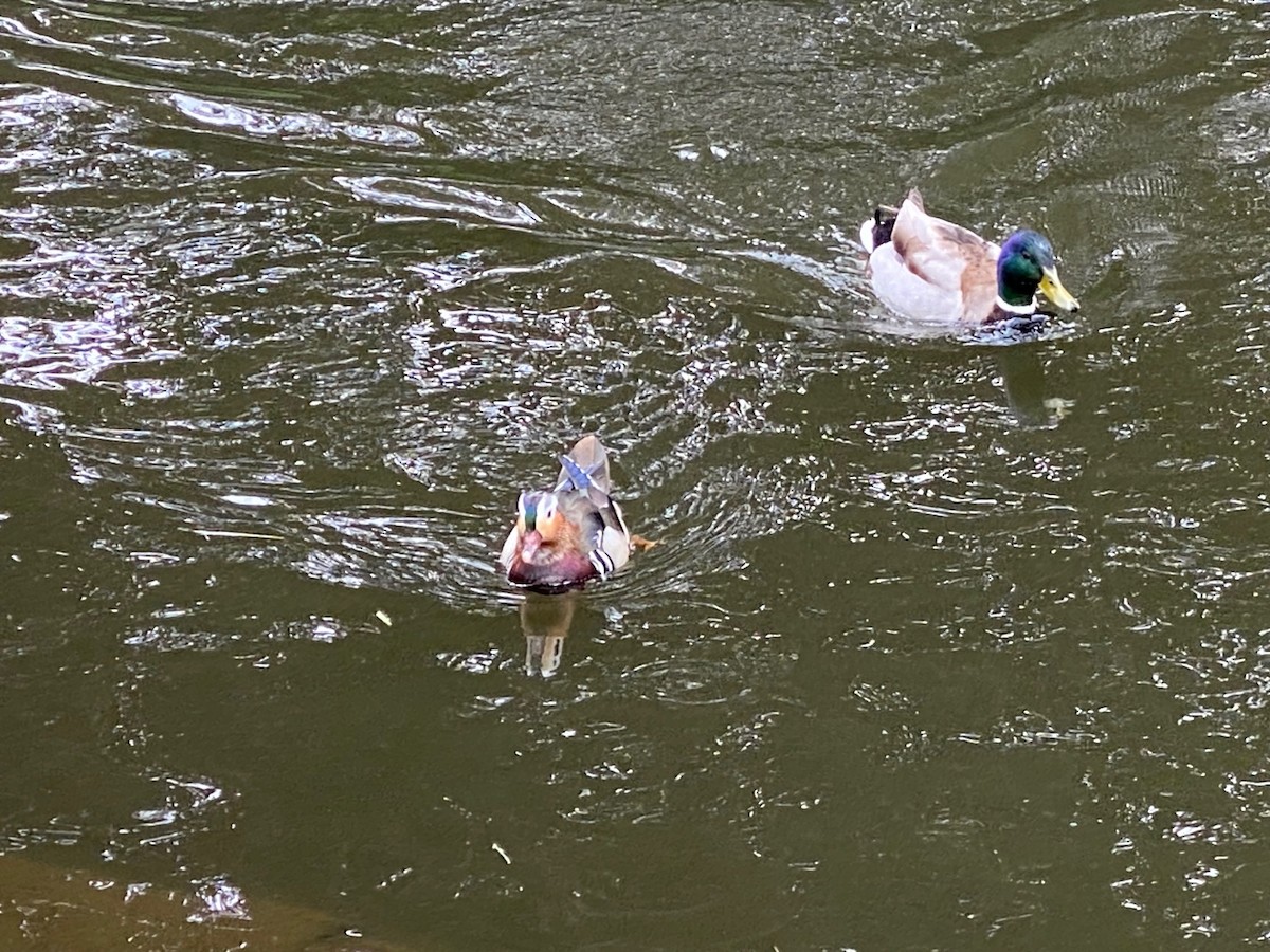 Mallard - ML659456540