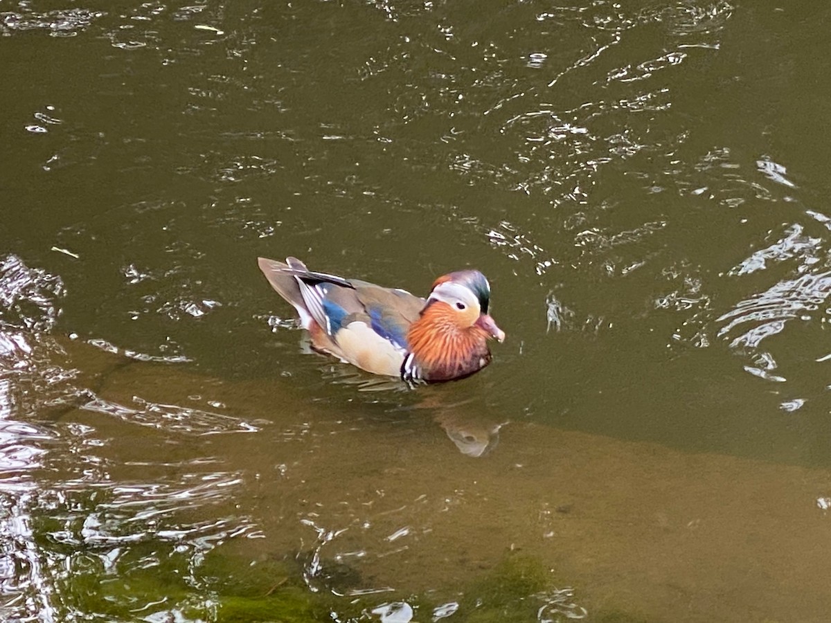 Mandarin Duck - ML659456560