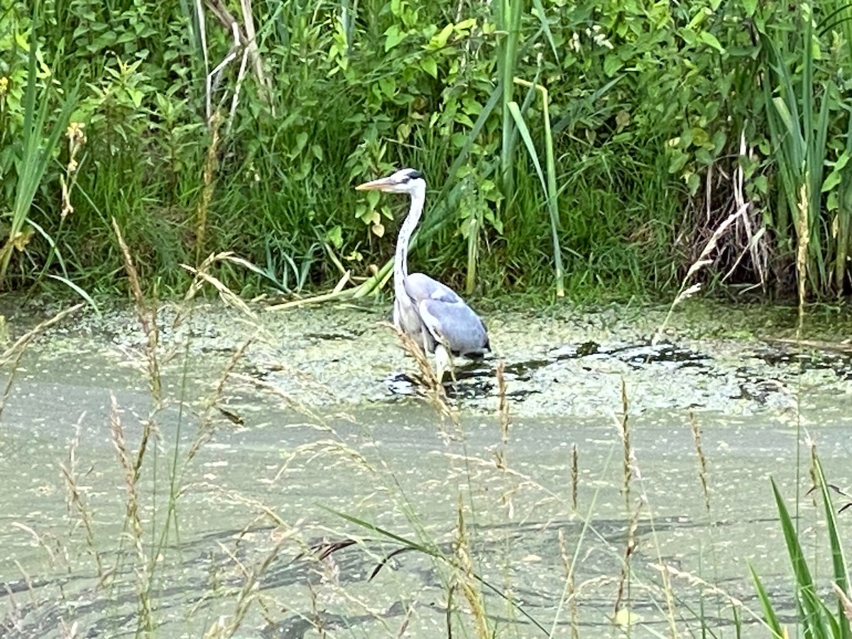Gray Heron - ML659456574
