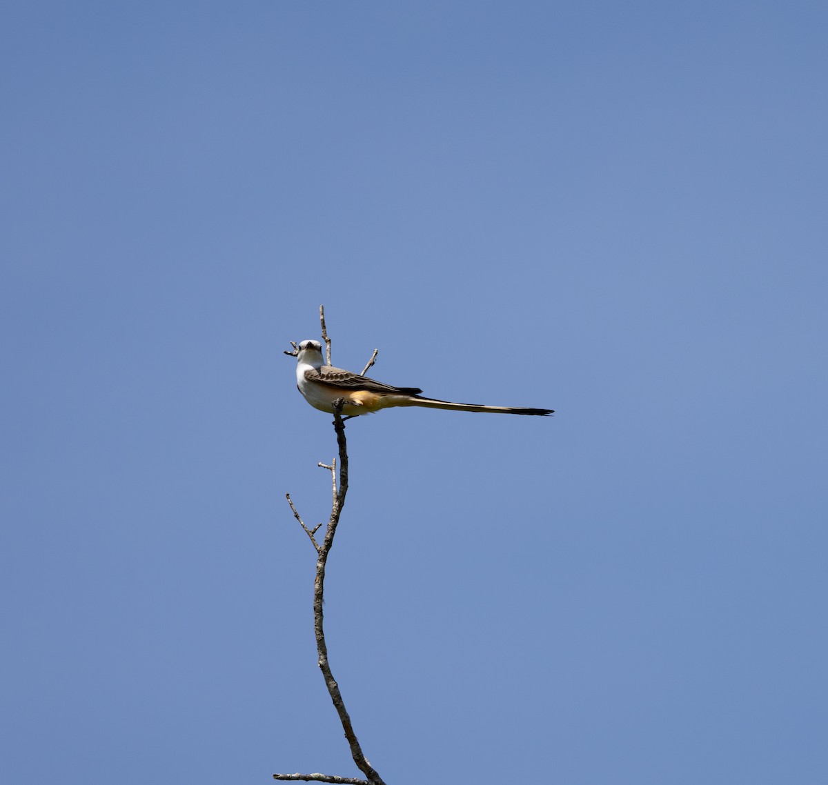Scissor-tailed Flycatcher - ML659456579