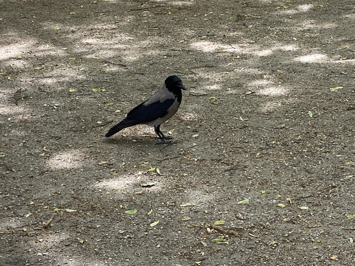 Hooded Crow - ML659456586
