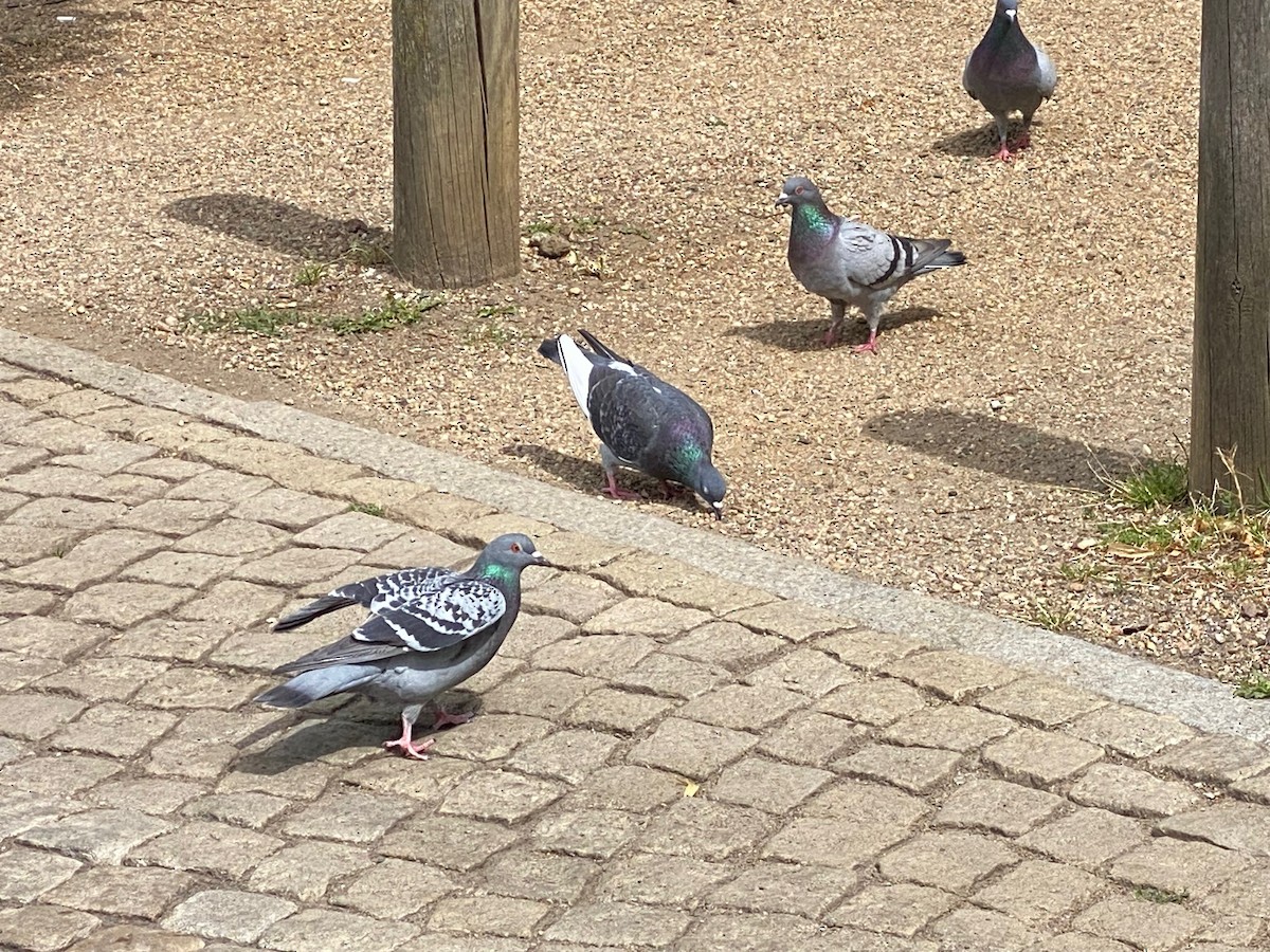 Rock Pigeon (Feral Pigeon) - ML659456601