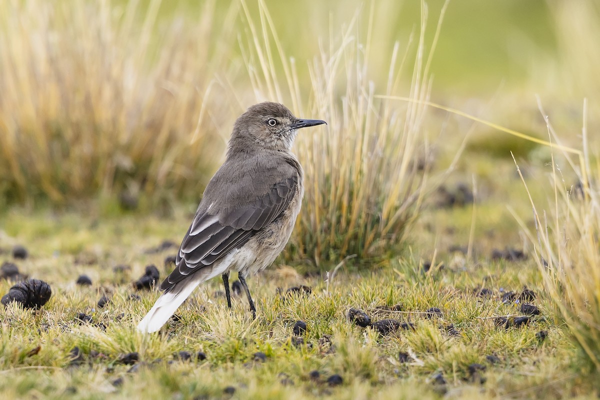 Black-billed Shrike-Tyrant - ML659457624