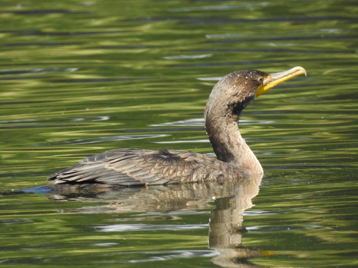 Double-crested Cormorant - ML65945821