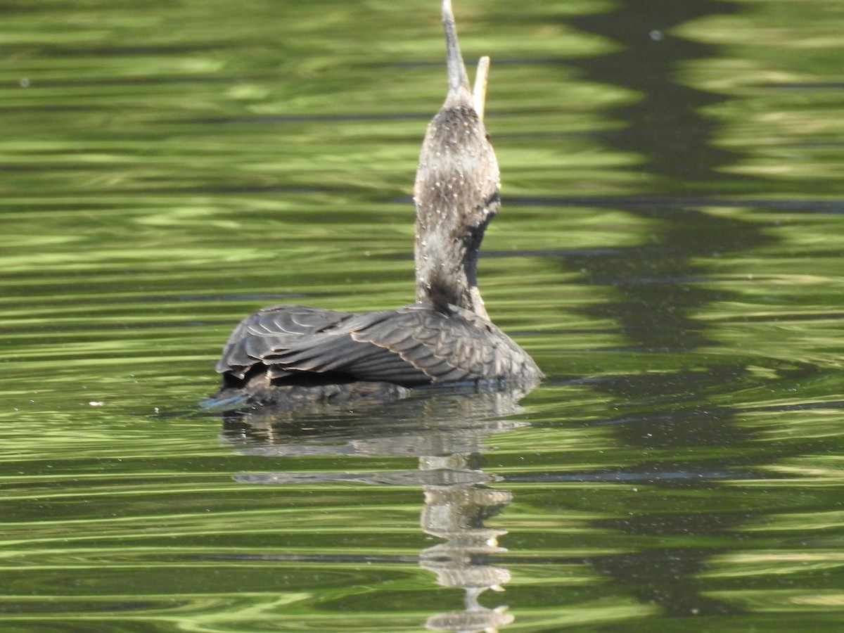 Double-crested Cormorant - ML65945831