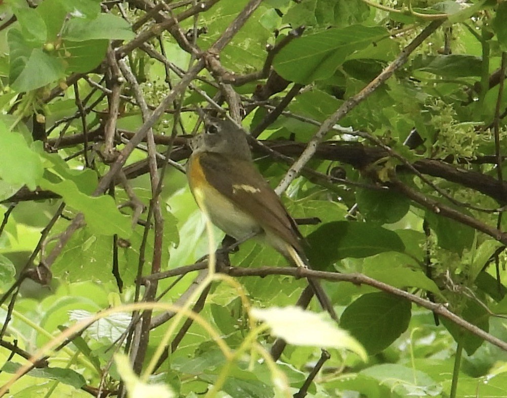 American Redstart - ML659458445