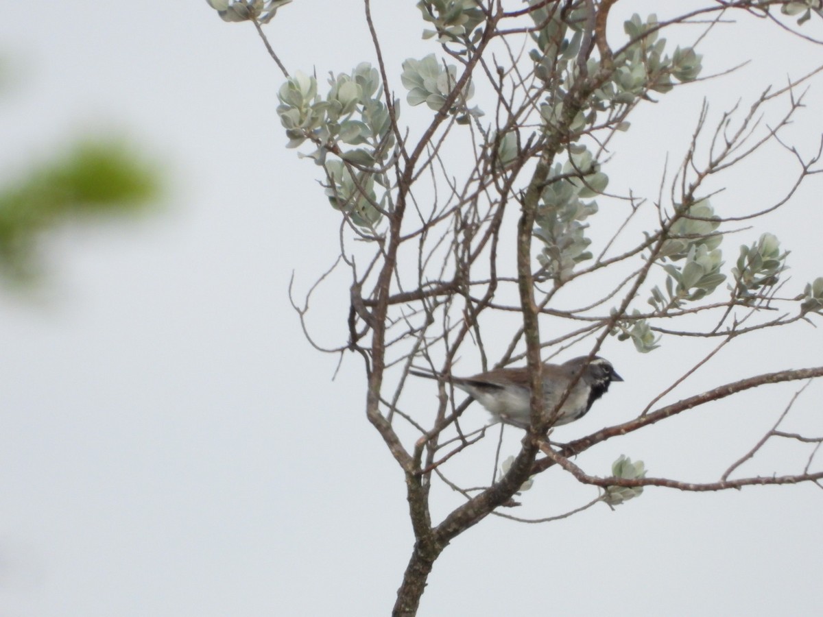 Black-throated Sparrow - ML659458534
