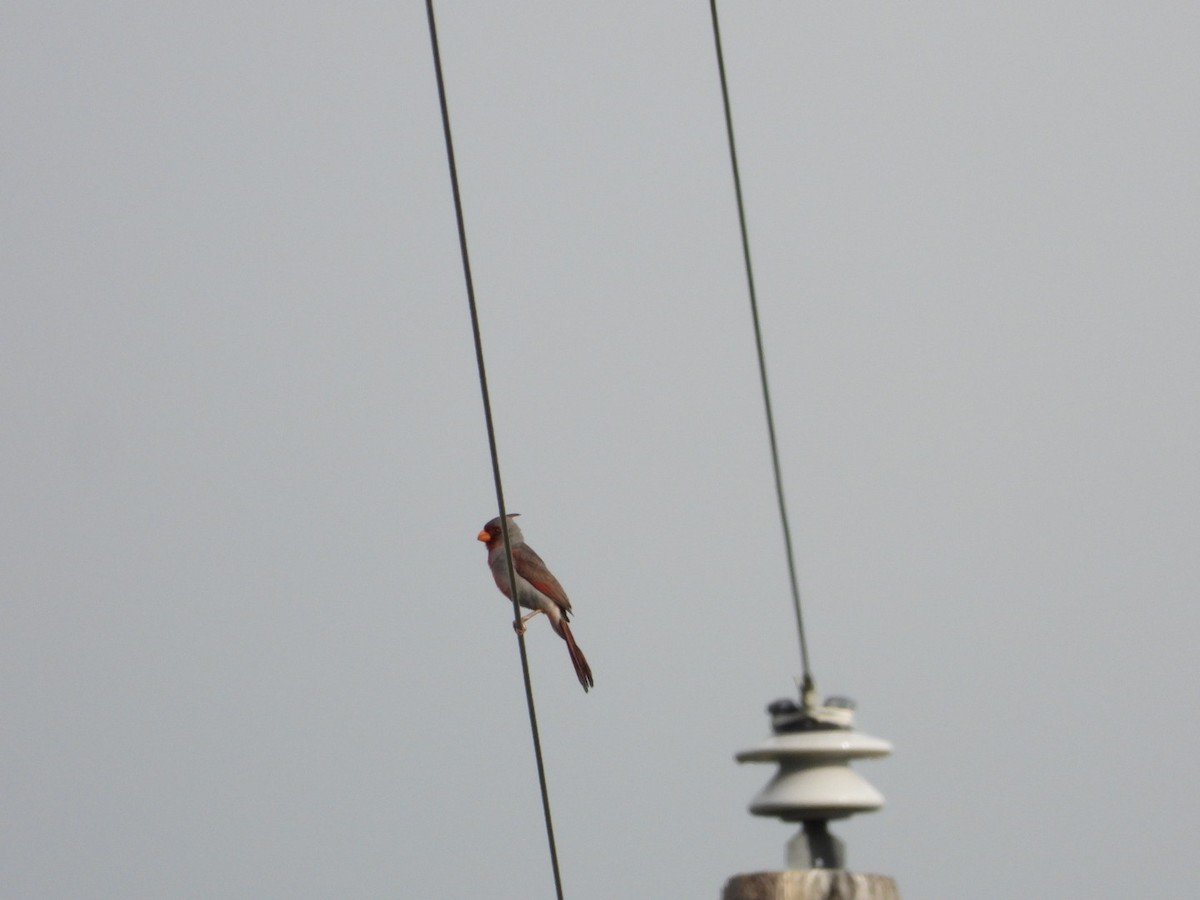 Pyrrhuloxia - ML659458614