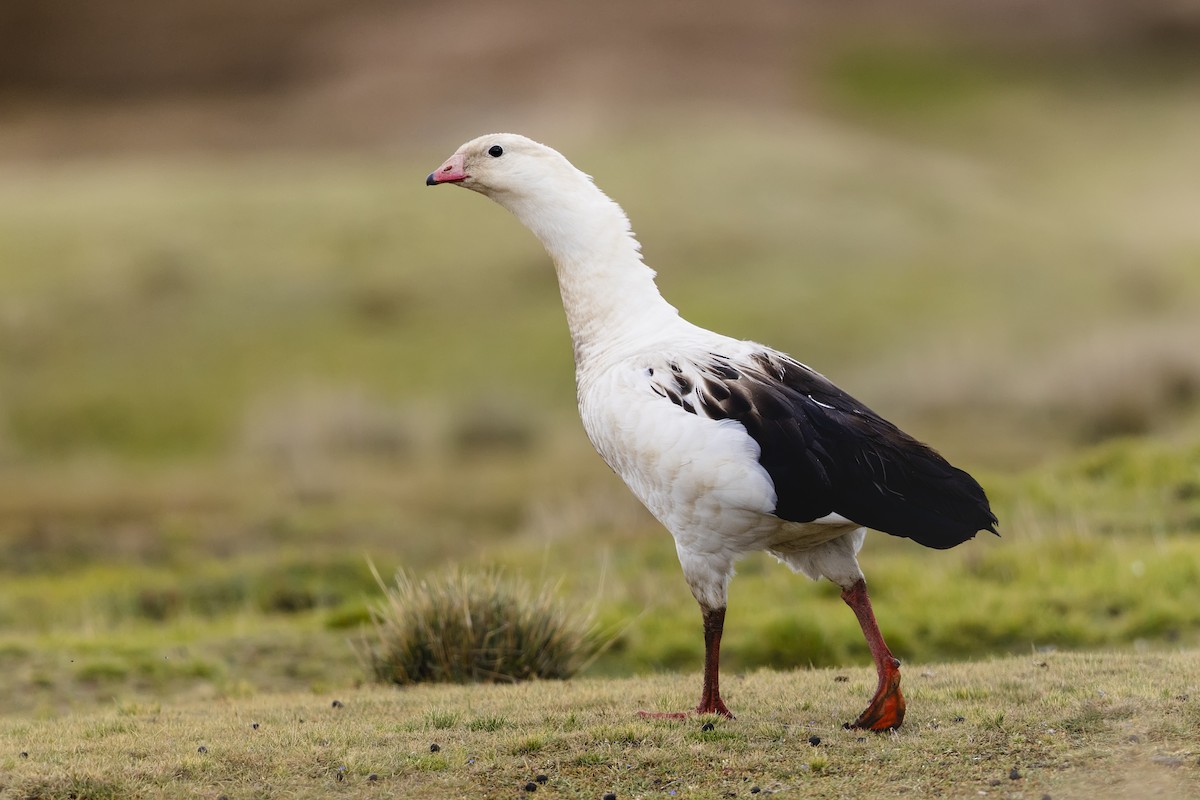Andean Goose - ML659458779