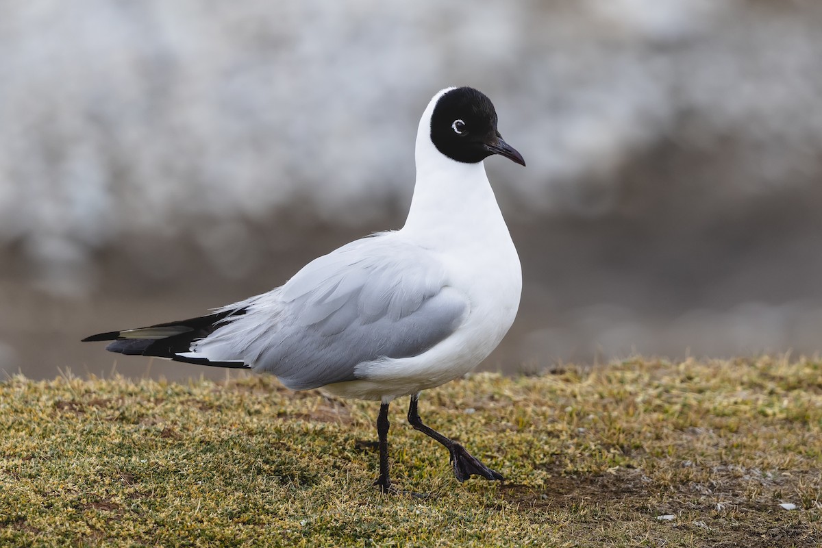 Andean Gull - ML659459603