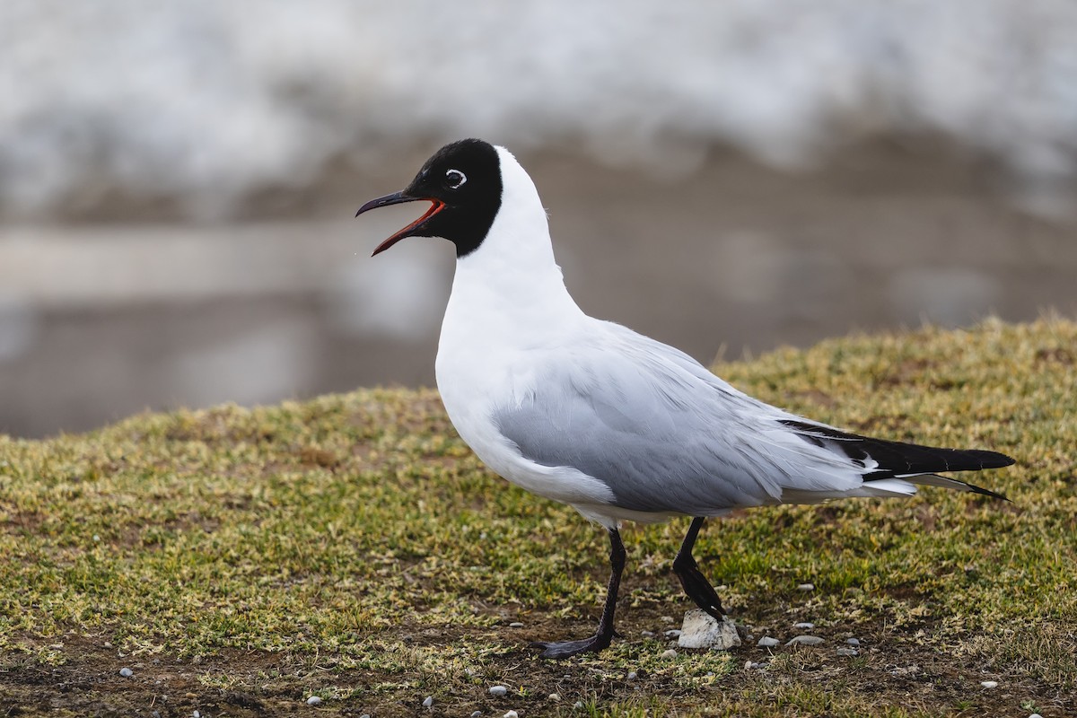Andean Gull - ML659459756