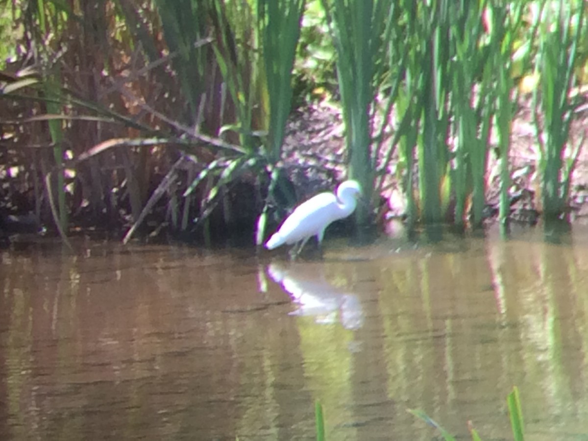 Snowy Egret - ML65946001