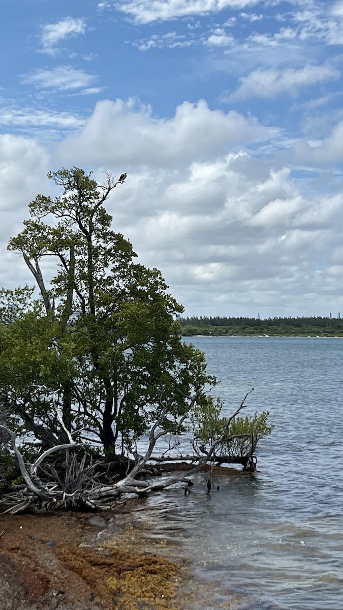 Osprey - ML659460072