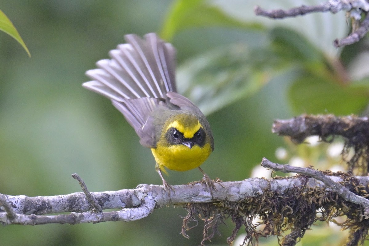 Yellow-bellied Fairy-Fantail - ML659460167