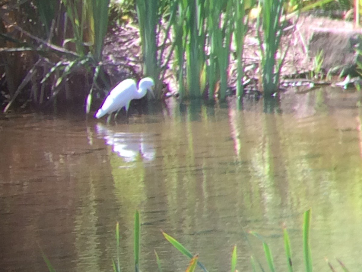 Snowy Egret - Bobby Skrabal