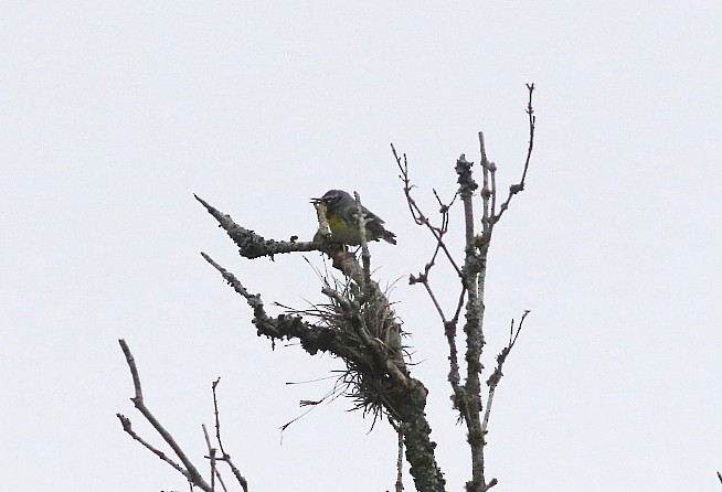 Northern Parula x Yellow-throated Warbler (hybrid) - ML659460346