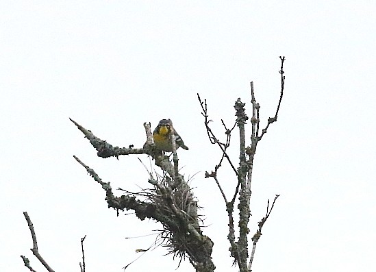 Northern Parula x Yellow-throated Warbler (hybrid) - ML659460355